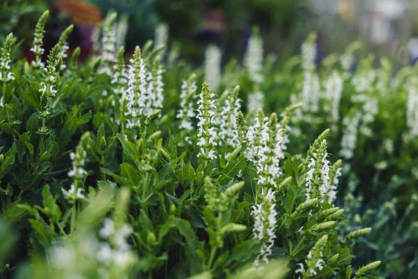 Meadow Sage 'Lyrical&trade; White' 1 Gallon