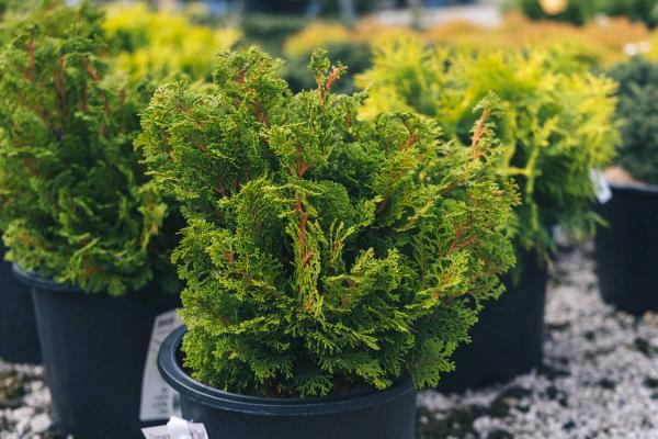 Hinoki Cypress 'Gracilis' 3 Gallon