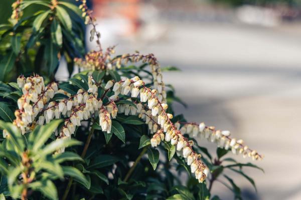 Andromeda 'Mountain Fire', Japanese Pieris 7 Gallon