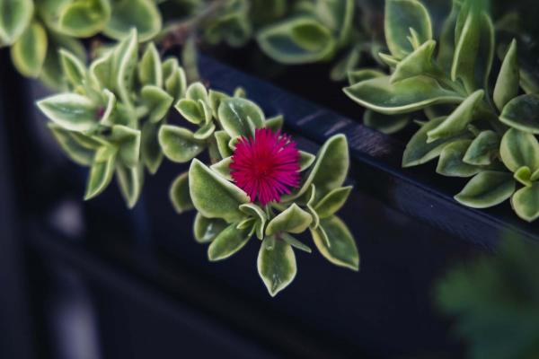 Livingstone Daisy 'Mezoo Trailing Red' Quart