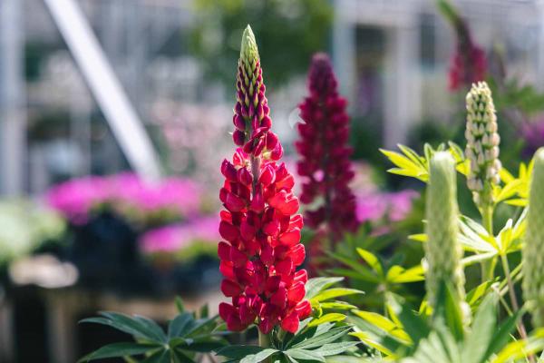 Lupine Russell 'My Castle' Brick Red 1 Gallon