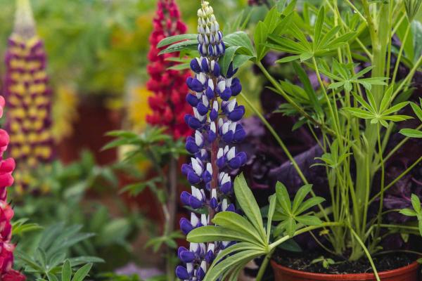 Lupine Russell 'The Governor' Blue 1 Gallon