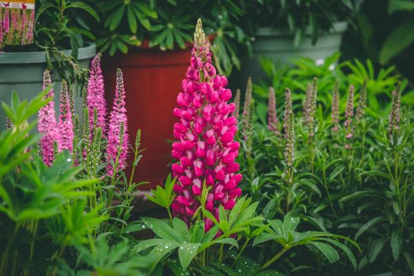 Lupine Russell 'The Pages' Carmine 1 Gallon
