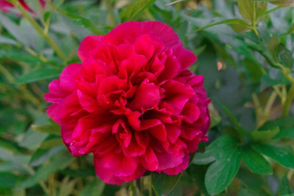 Peony 'Inspecteur Lavergne' 2 Gallon