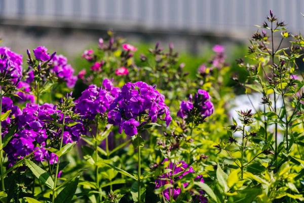 Summer Phlox FLAME&trade; Lilac 1 Gallon