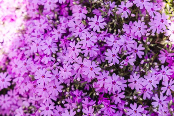 Creeping Phlox 'Fort Hill' Market Basket