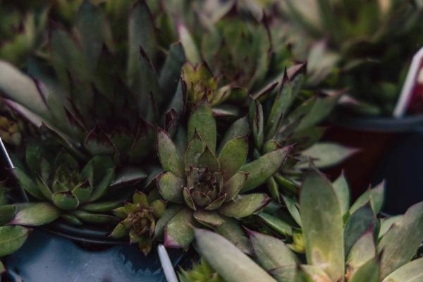 Hen & Chicks 'Red Beauty' Quart