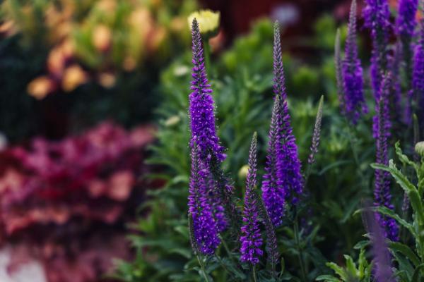 Speedwell 'Eveline' 1 Gallon