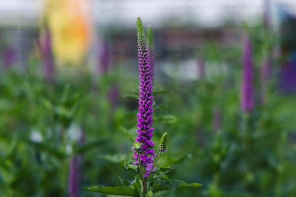 Speedwell 'Purpleicious' 2 Gallon