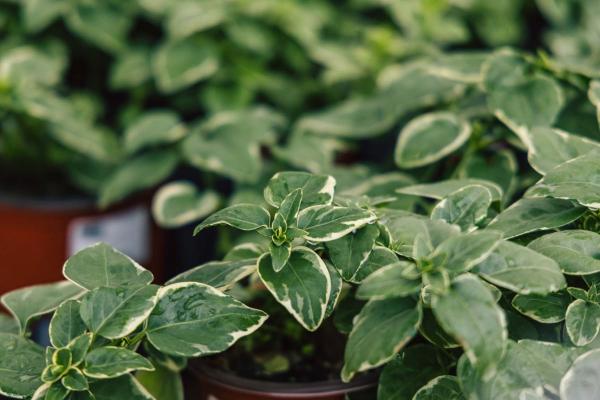 Vinca Vine 'Variegata' Quart