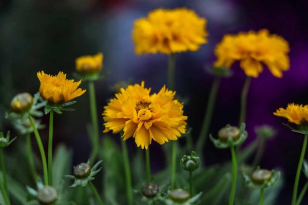 Tickseed 'Early Sunrise' Quart