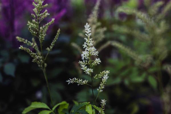Astilbe 'Snowdrift' 2 Gallon