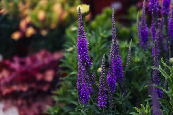 Speedwell 'Eveline' 2 Gallon