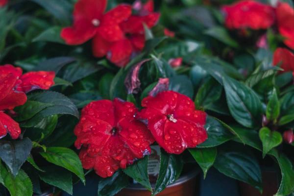 New Guinea Impatiens Harmony&reg; Deep Red 8"
