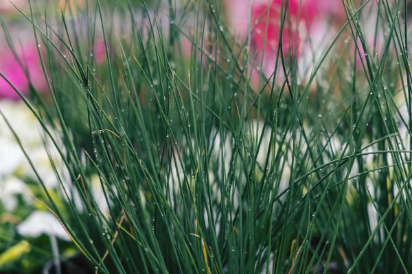 Juncus Grass Blue Mowhawk&reg; 1 Gallon