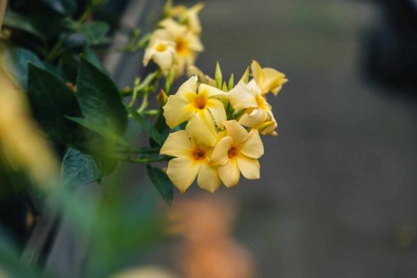Mandevilla 'Yellow' 10"