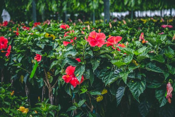Tropical Hibiscus Braid Assorted 12"