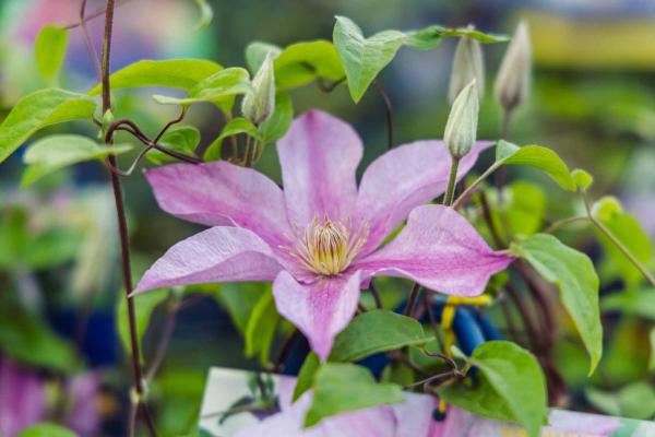 Clematis Sally&trade; 2 Gallon