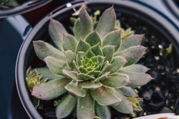 Hen & Chicks 'Kalinda' Quart