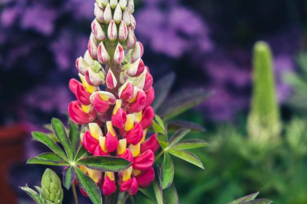 Lupine 'Tequila Flame' 2 Gallon