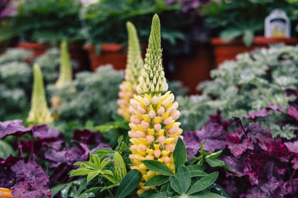 Lupine Staircase&trade; Orange White 2 Gallon