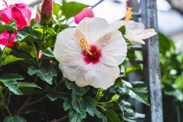 Tropical Hibiscus 'White' Standard 10"