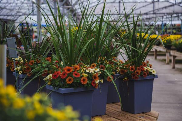 SuperCal&reg; Fall Delight 10" Combo Planter
