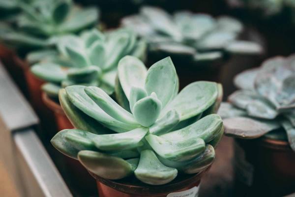 Echeveria 'Grosso' 4"