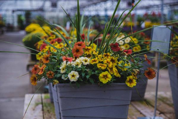 SuperCal&reg; Bonfire 10" Combo Planter