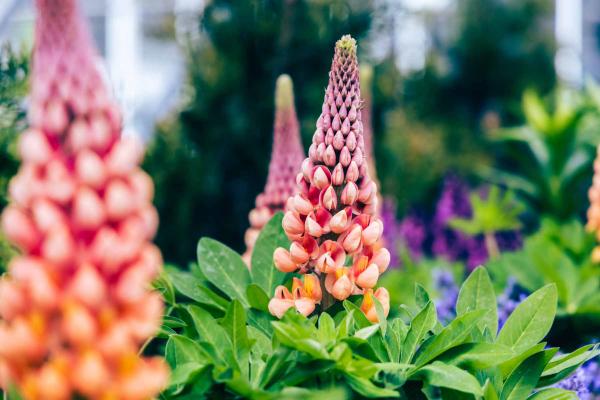 Lupine Westcountry&trade; 'Salmon Star' 2 Gallon