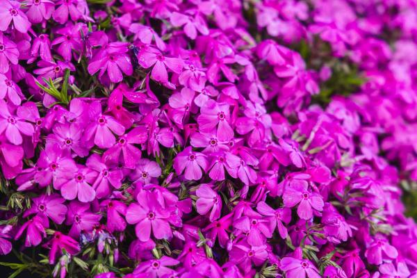 Creeping Phlox 'McDaniels Cushion' Market Basket