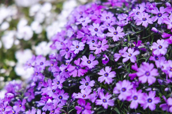 Creeping Phlox 'Purple Beauty' Market Basket