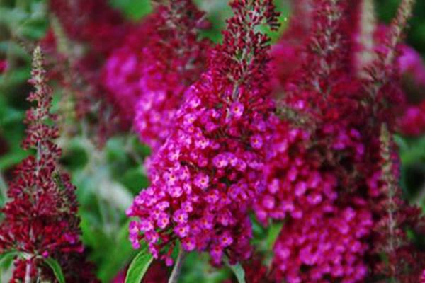 Butterfly Bush CranRazz&trade; 3 Gallon