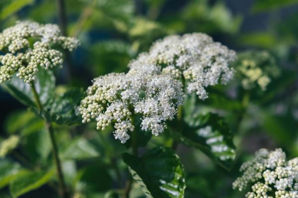 Arrowwood Viburnum Chicago Lustre&reg; 5 Gallon