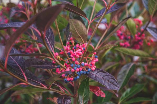 Possumhaw Viburnum Brandywine&trade; 3 Gallon