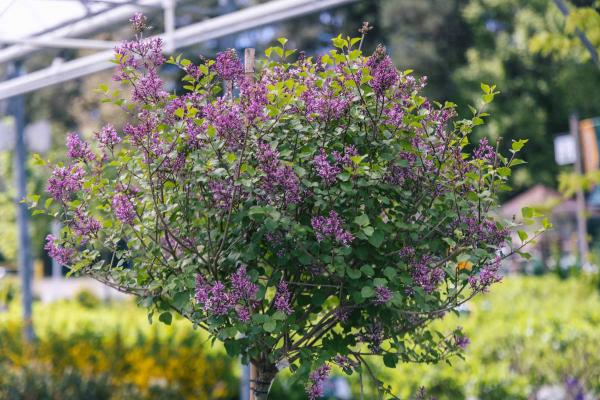 Lilac Tree 'Palibin', Dwarf Korean 10 gallon