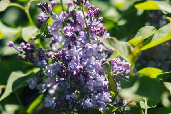 Lilac 'Paul Thirion' 3 gallon