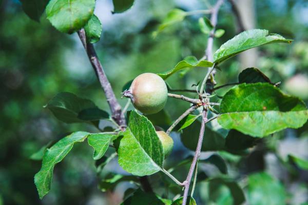 Apple Tree 'Fuji' Semi Dwarf 10 Gallon