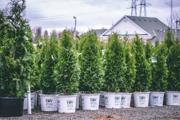 Arborvitae North Pole&reg; 15 Gallon