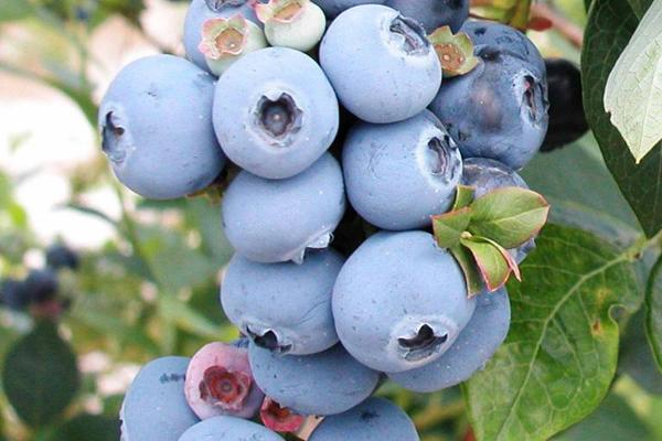 Blueberry 'Sweetheart' 3 Gallon