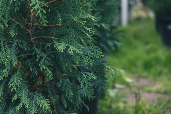 Mission Arborvitae 'Techny' 7 Gallon