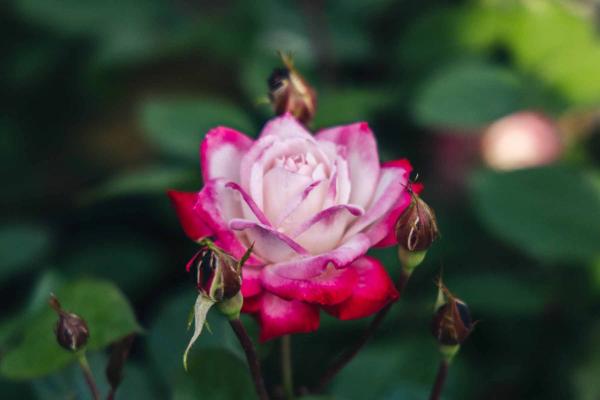 Floribunda Rose Candy Cane Cocktail&trade; 5 Gallon