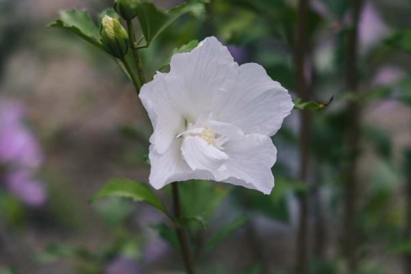 Rose of Sharon White Pillar&reg; 3 Gallon