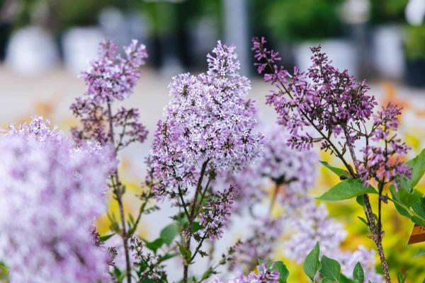 Lilac Tree 'Miss Kim' 10 gallon