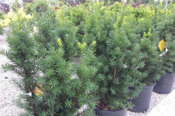 Hicks Yew 3 Gallon