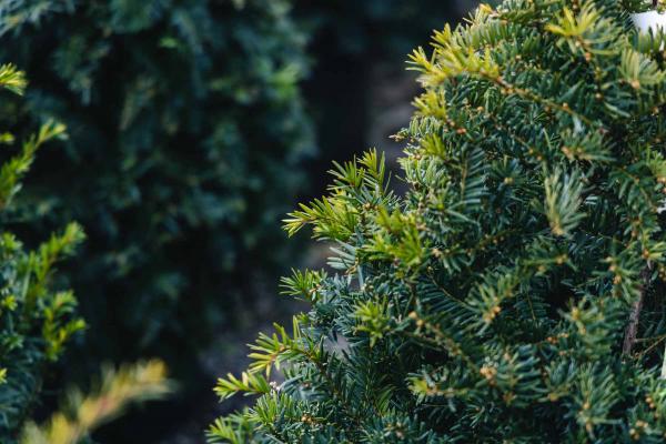 Japanese Yew 'Capitata' 7 Gallon