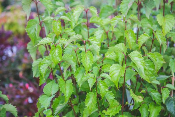 Arrowwood Viburnum Blue Muffin&reg; 3 Gallon