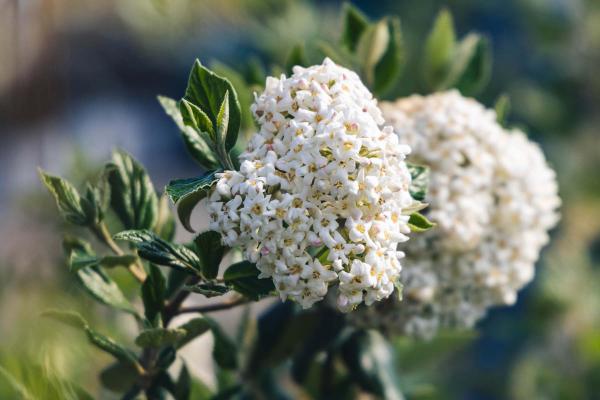 Burkwood Viburnum 3 Gallon