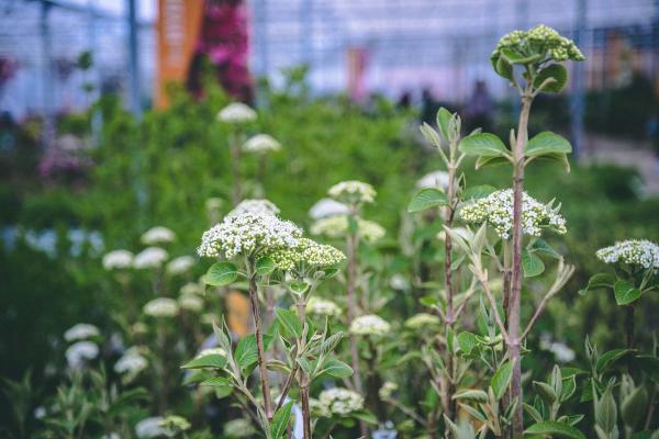 Wayfaring Viburnum 'Mohican' 3 Gallon