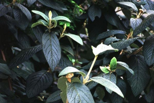 Leatherleaf Viburnum 'Alleghany' 3 Gallon